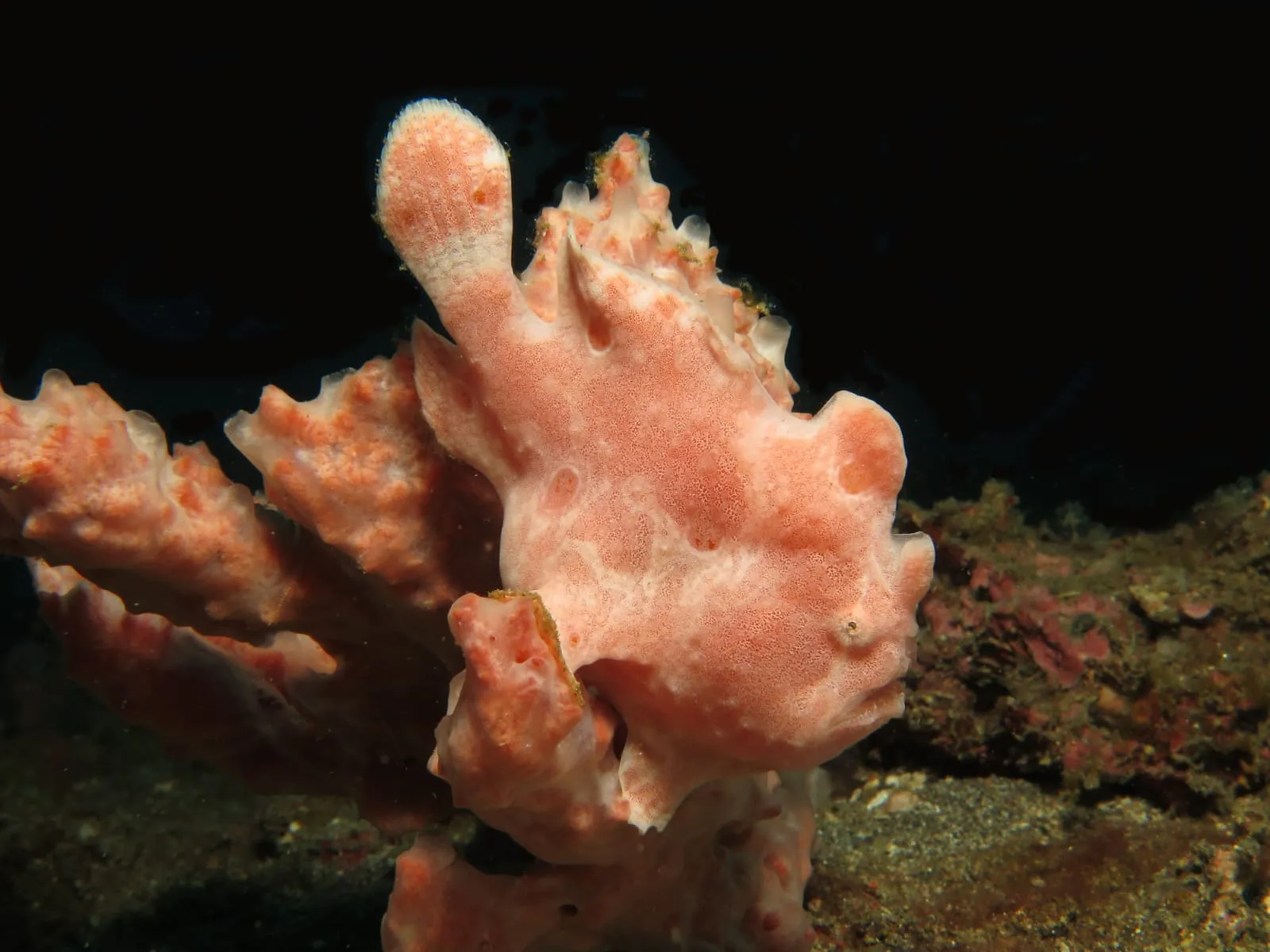 Diving Trip