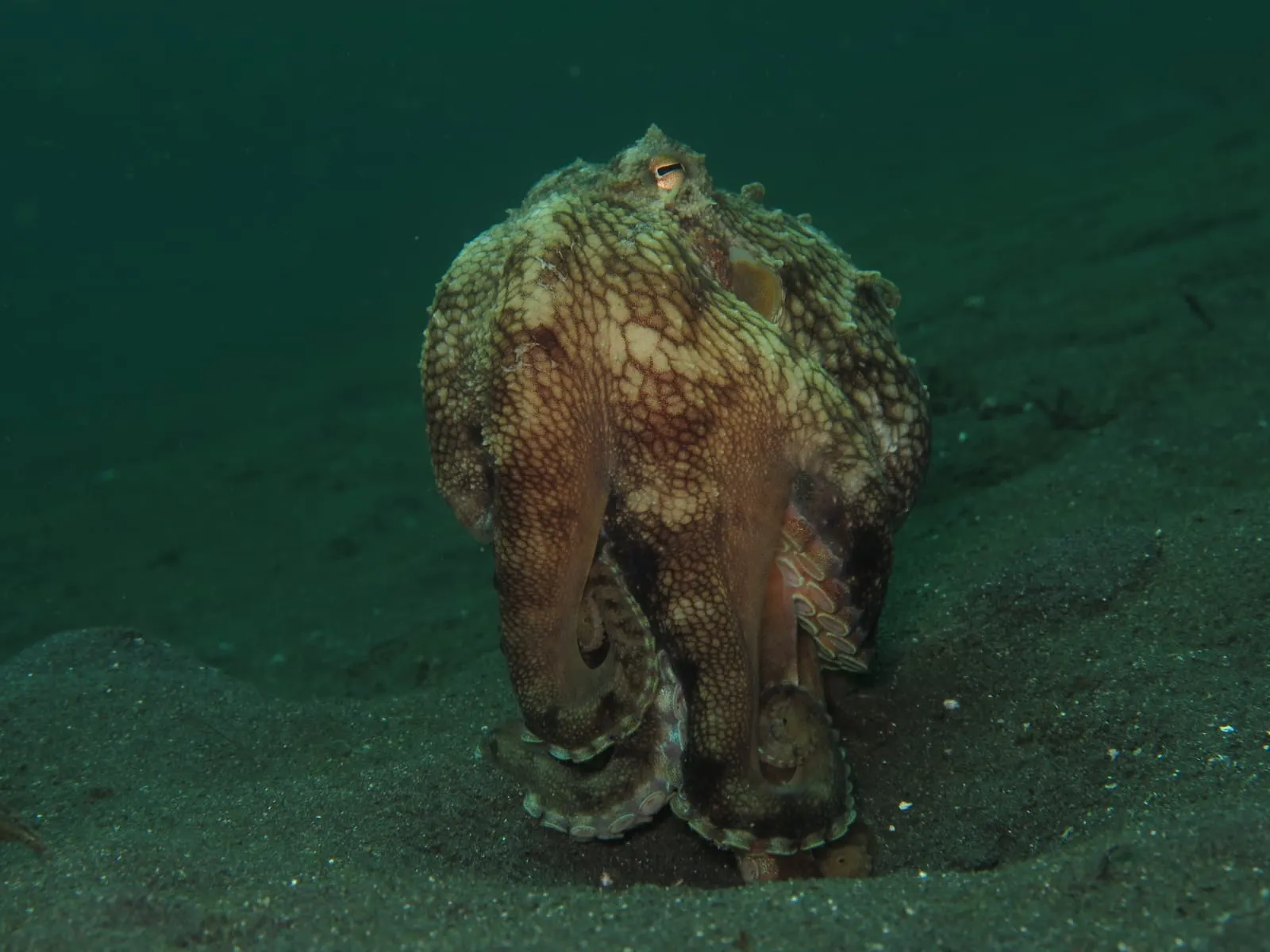 Diving Trip