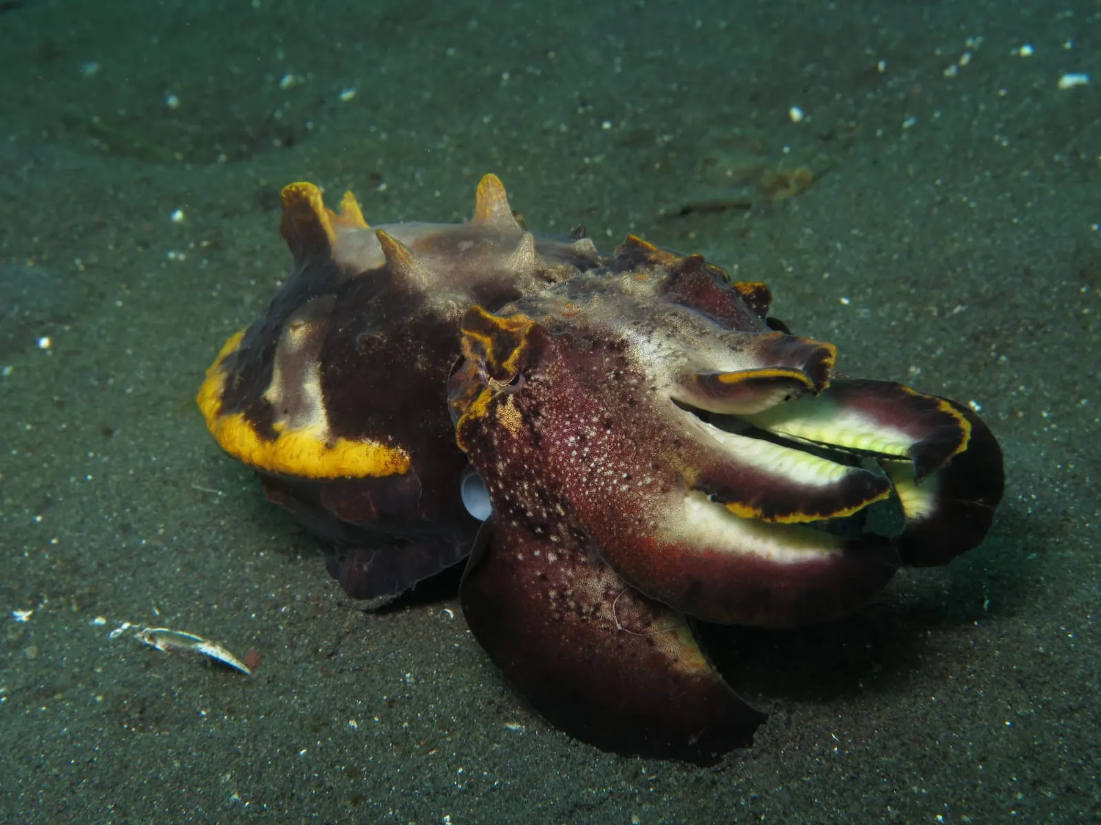 Diving Trip