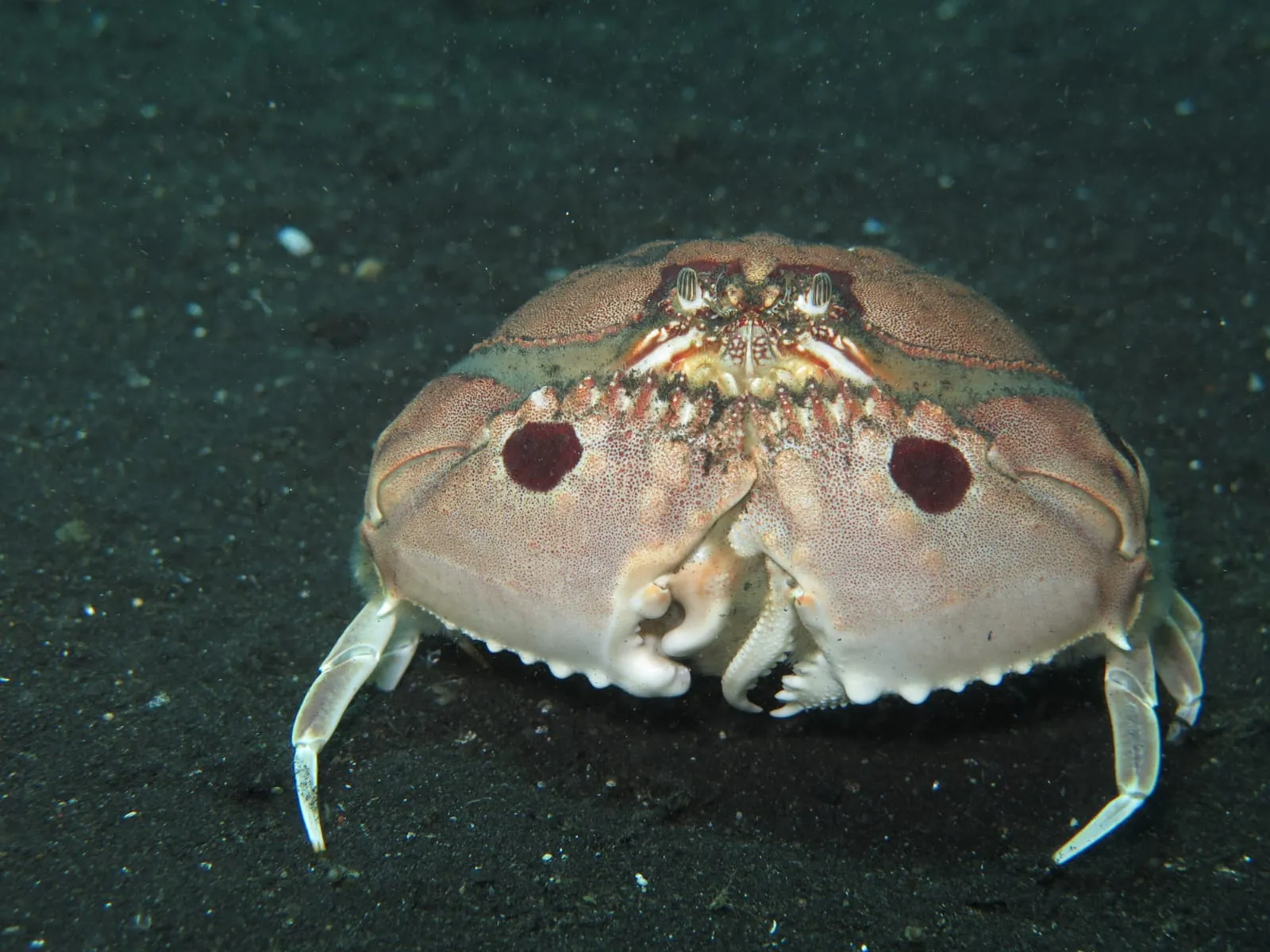 Scuba Tirta Gallery