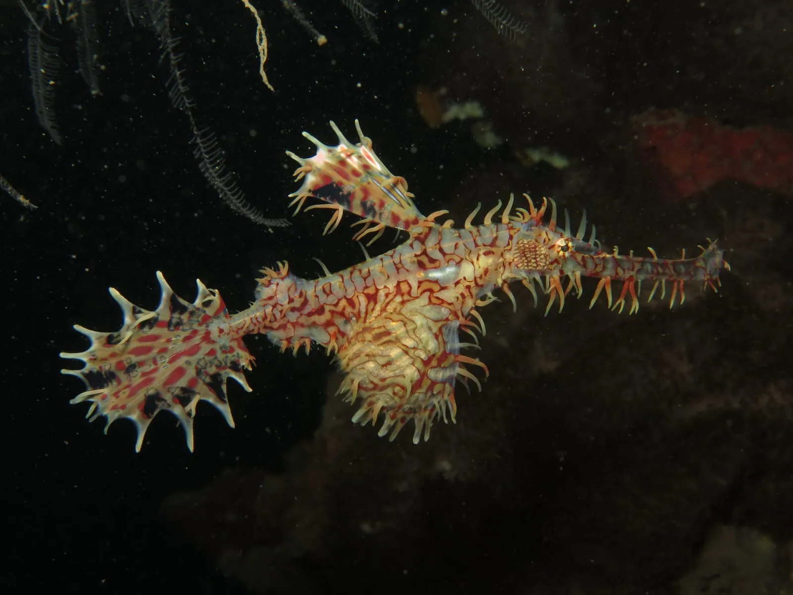 Undersea Life