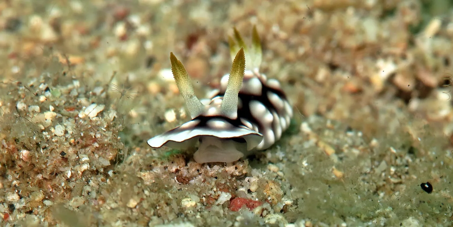 Scuba Tirta Gallery