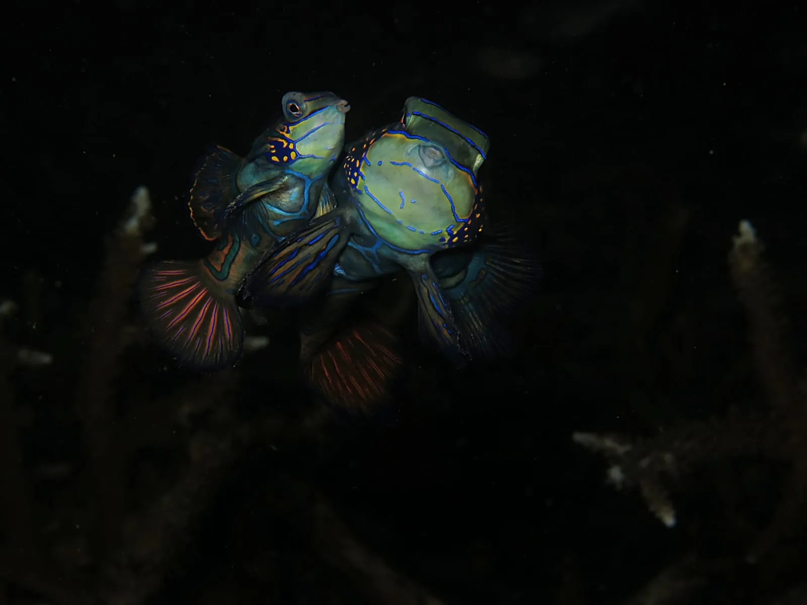 Scuba Tirta Gallery
