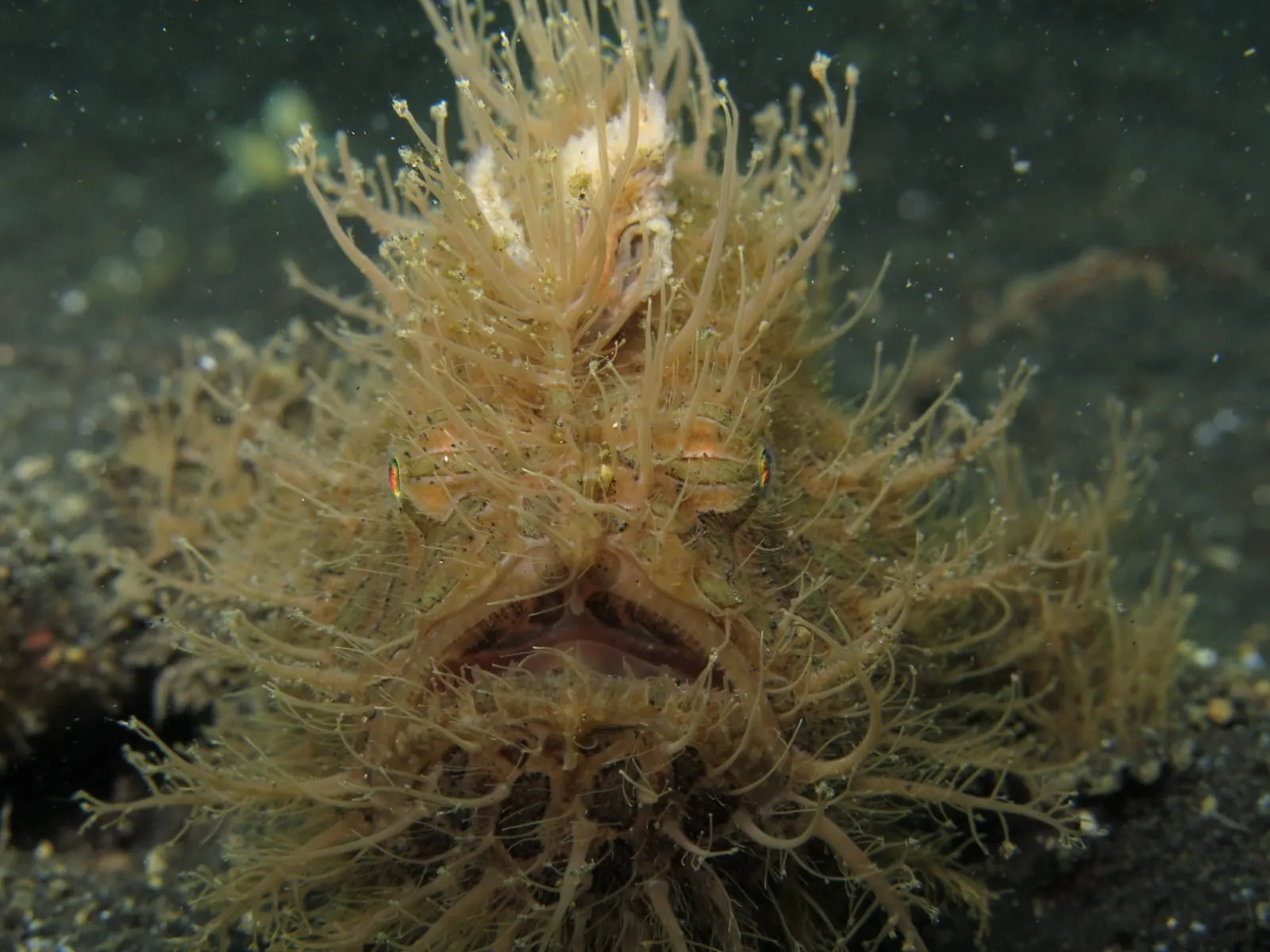 Diving Trip