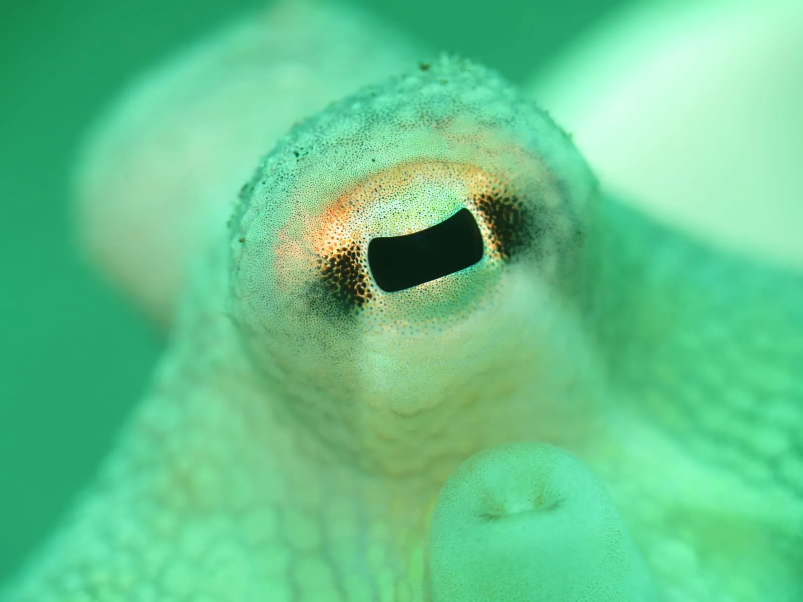 Snorkeling Trip