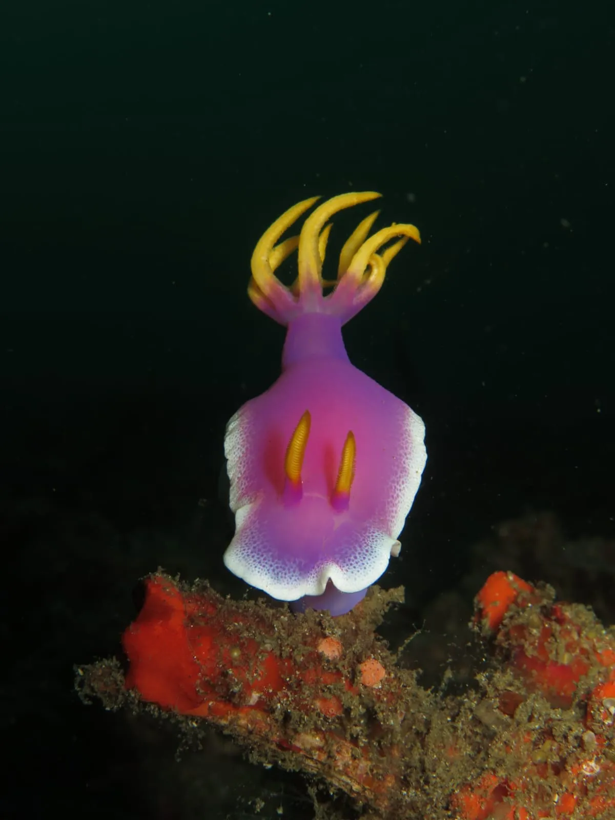 Scuba Tirta Gallery